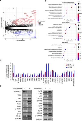 Toll-like receptor signaling pathway triggered by inhibition of serpin A1 stimulates production of inflammatory cytokines by endometrial stromal cells